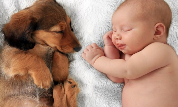 Hond baby luier